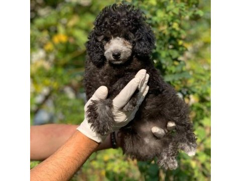 Toy poodle yavrular (red, red brown, silver, siyah, apricot)