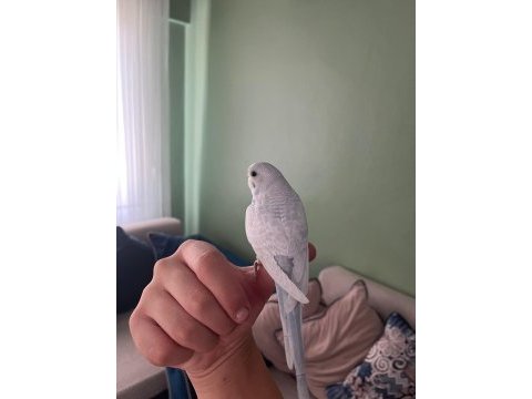 Yeni yeme düşmüş yavru kuşlar