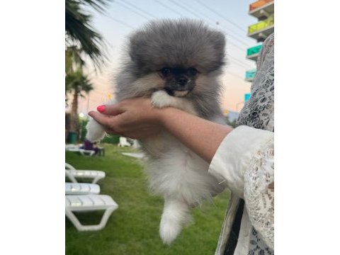 Pomeranian boo erkek tea cup