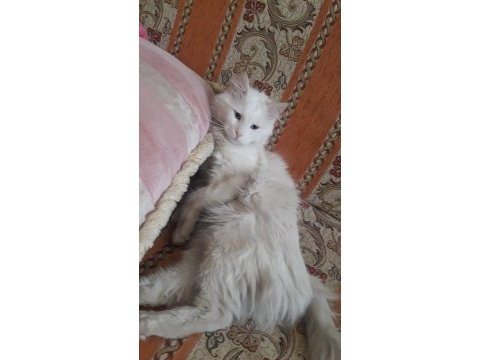 British longhair 1 yaşında