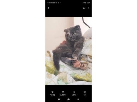 Uygun puanlı scottish fold sahiplendirme ilanıdır