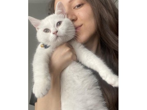 4 aylık aşırı sevecen erkek british shorthair yavru