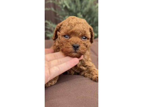 Toy poodle saf ırk
