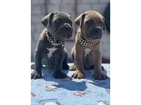 Cane corso yavrular