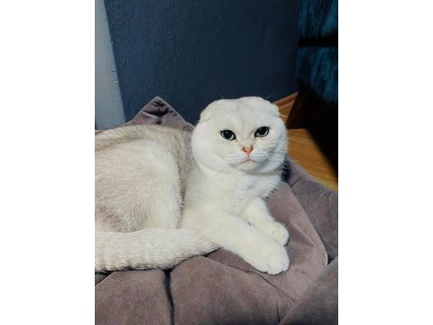 Scottish fold oğlumuz pamuğa aile arıyoruz
