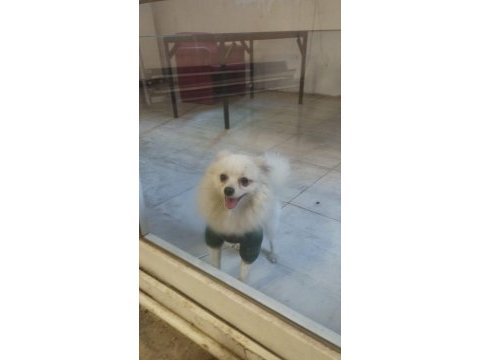 Pomeranian tilkiye yeni ev ve sahip lazım