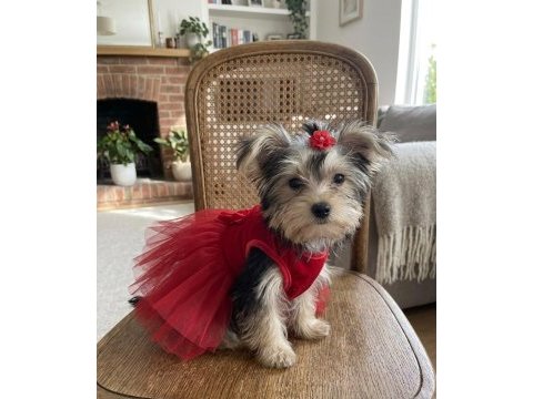 Teacup büyümeyen morkie yavrular