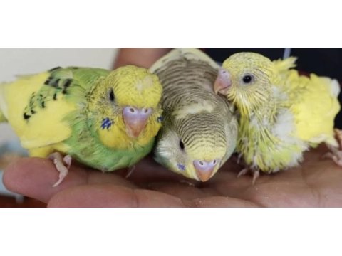 Bebek muhabbet kuşu