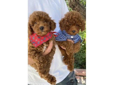 Toy poodle sevimli yavrular
