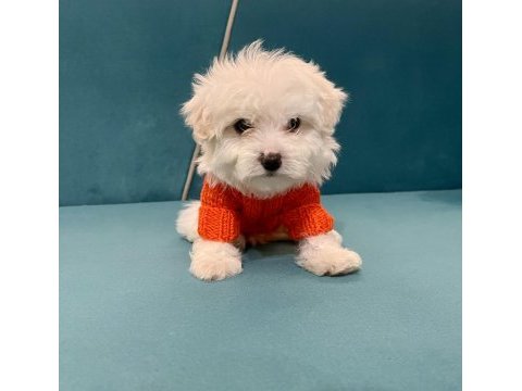 Yok böyle maltese güzellik demeyin vaaarr