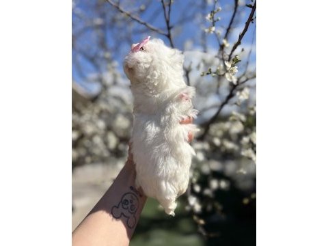 Kar topu beyaz bichon frise bebekler