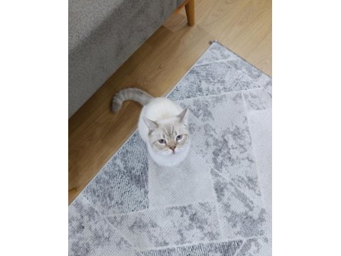 Scottish fold cinsi kedimize yuva arıyoruz