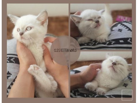 Blue poınt yavrularımız saglık ve ırk guvencesı ıle
