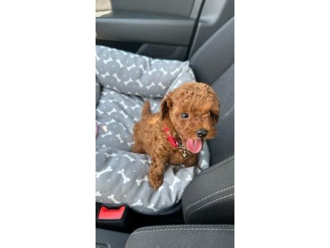 Evimizin kıvırcık poodle bebekleri sizlerle