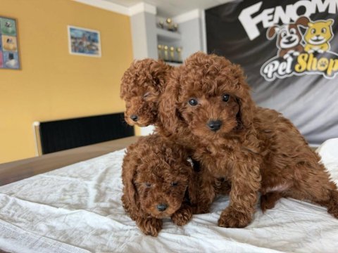 Show kalite toy poodle yavrular hazır ankara