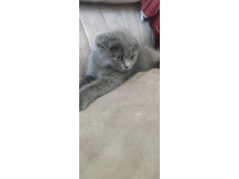 Sevimli gri scottish fold yavru