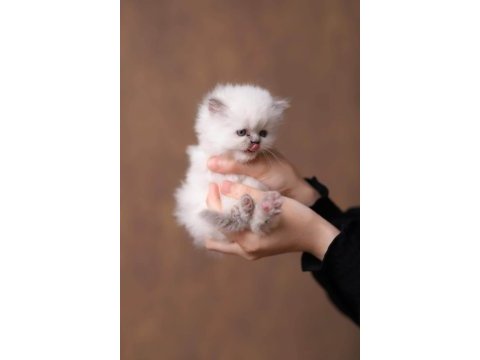 Safkan british longhair bluepoint kedim