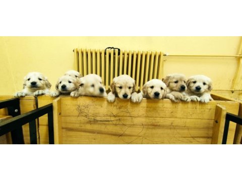 Safkan golden retriever yavrularımız