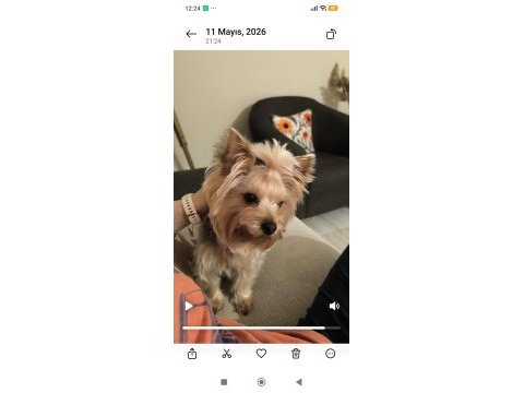 Orjinal kore kanı taşıyan erkek poodle yavrusu