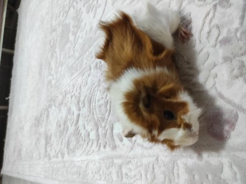 Ginepig yavruları ücretsiz sahiplendirme