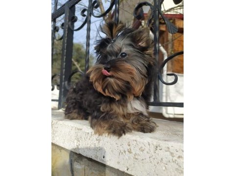 Yorkshire terrier ve biweryork yavrular
