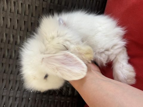 Teddy lop tavşanı