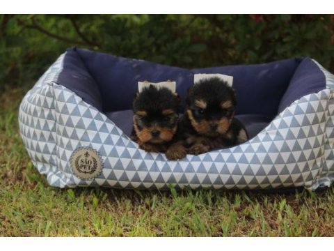 Tea cup yorkshire terrier yavruları