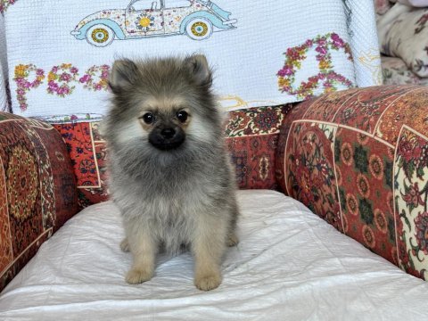 Pomeranian köpekler