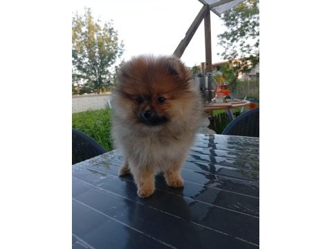 Şampiyon babadan erkek dişi pomeranian yavrular