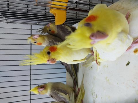 45-50 günlük bebek sultanlar ısırma bilmez