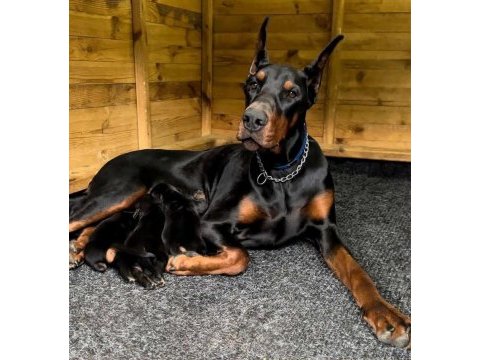 Safkan doberman yavrular ruhsatlı çiftlikten