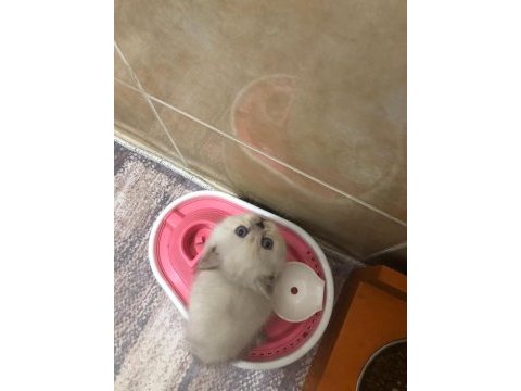 British shorthair kartopları
