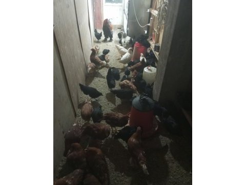 Tavuklar ördekler kazlar