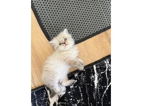 British longhair paşam rezerveye açılmıştır