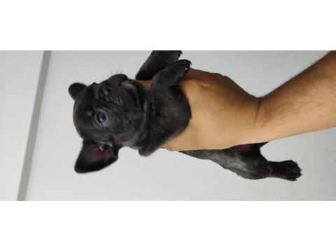 Kan hattı muhteşem french bulldog yavrumuz