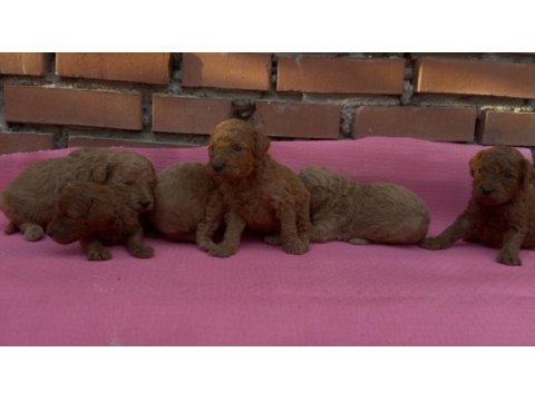Dişi erkek toy poodle bebeklerimiz