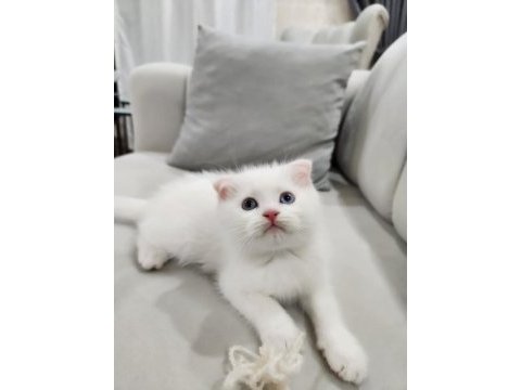 Pamuk scottish fold bebek