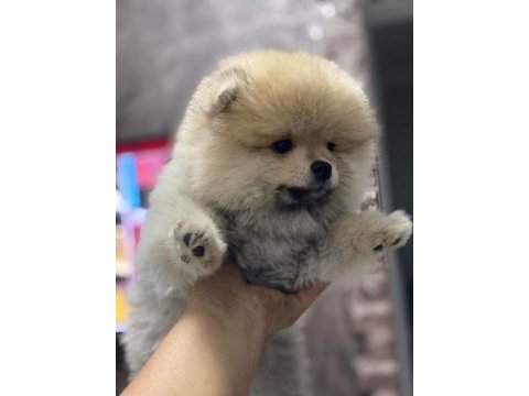 Teddy bear ayıcık 3 aylık erkek ankara içi pomeranian