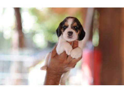 Beagle biblolar