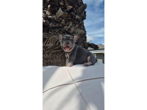 French bulldog yavruları çiftlikten