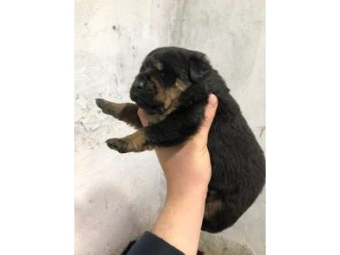 A kalite rottweiler