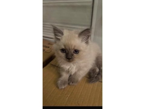 British longhair yavru erkek