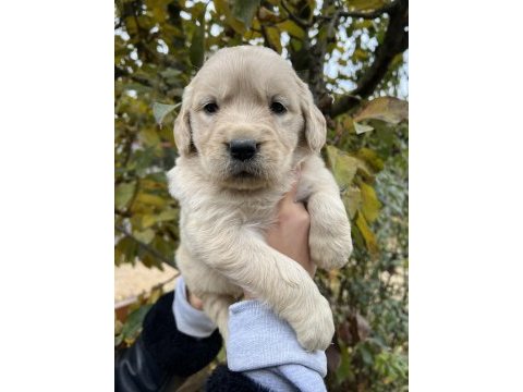 Bebek yüzlü golden retriever yavrular