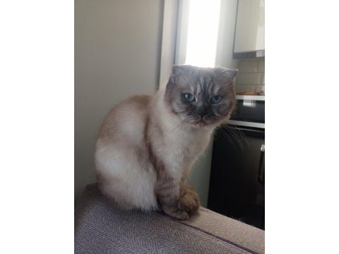 Mavi gözlü asil scottish fold prenses