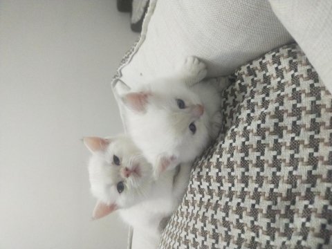 Scr'li babanın oğullari