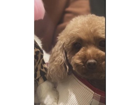 Poodle kızımız