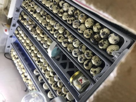 Günlük bıldırcın civcivi
