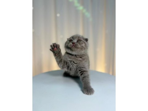 Irk ve sağlık garantili scottish fold yavrularımız