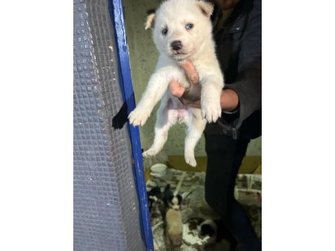 Mavi gözlü sibirya kurdu