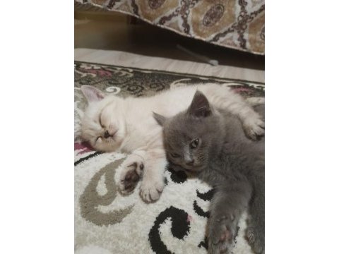 Scottish fold yavruları